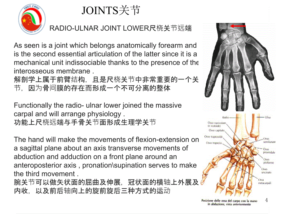 Wrist & Hand中英文－整骨培训课件_第4页