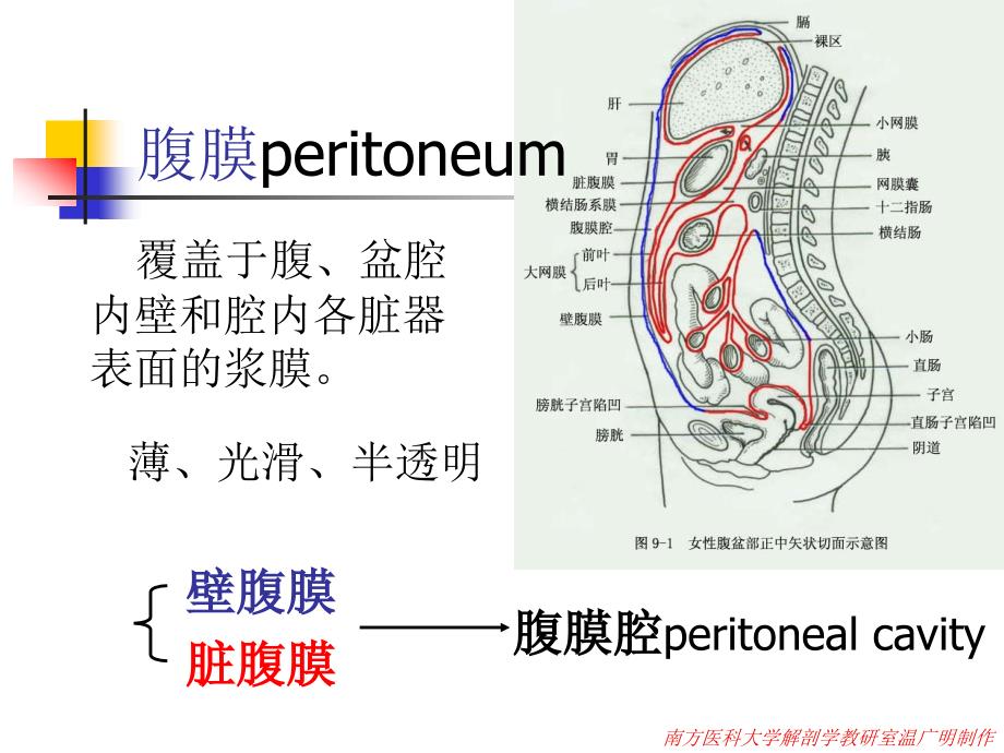 腹膜课件－系统解剖学_第2页