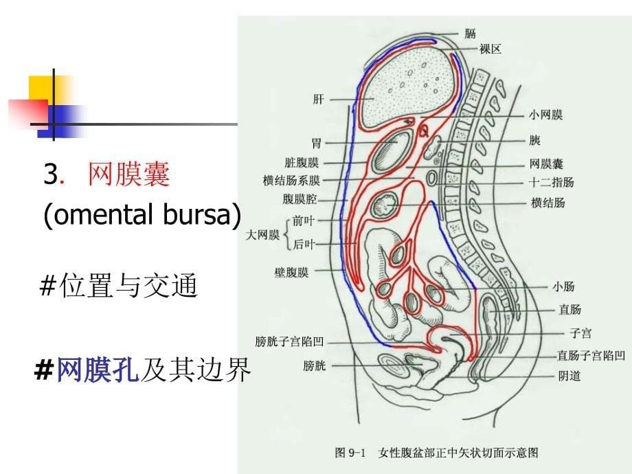 腹膜课件－系统解剖学_第5页