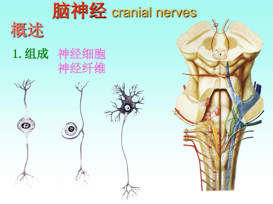 周围神经系统脑神经课件－系统解剖学_第2页