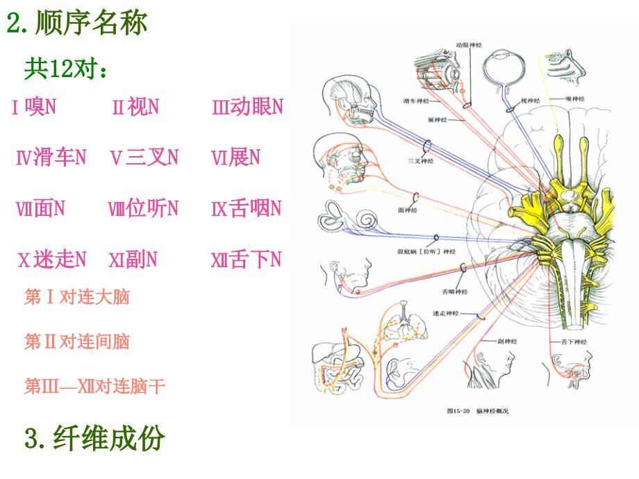 周围神经系统脑神经课件－系统解剖学_第3页