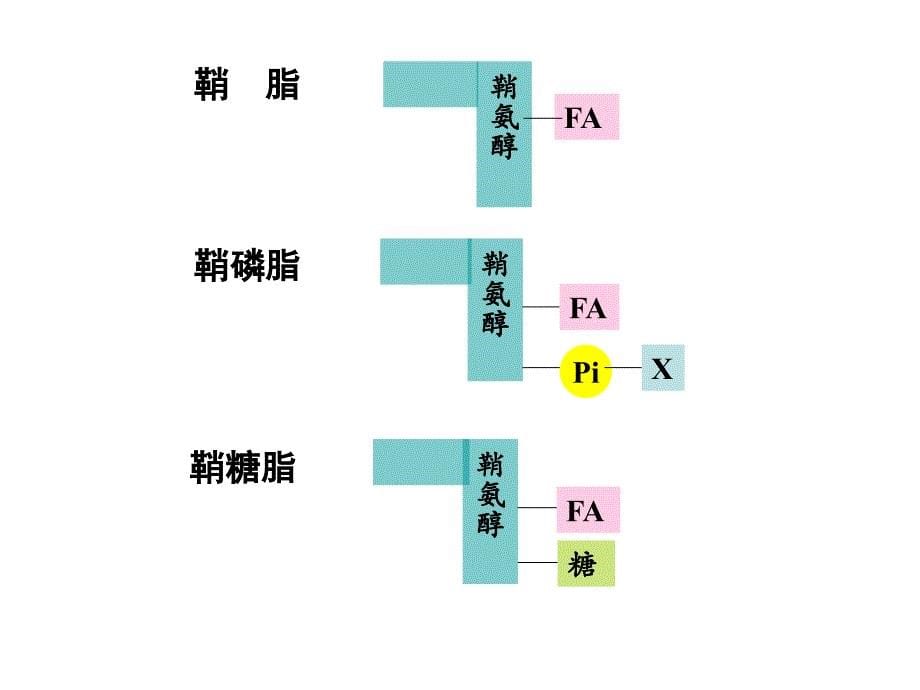 脂类代谢(改)Lipid Metabolism_第5页