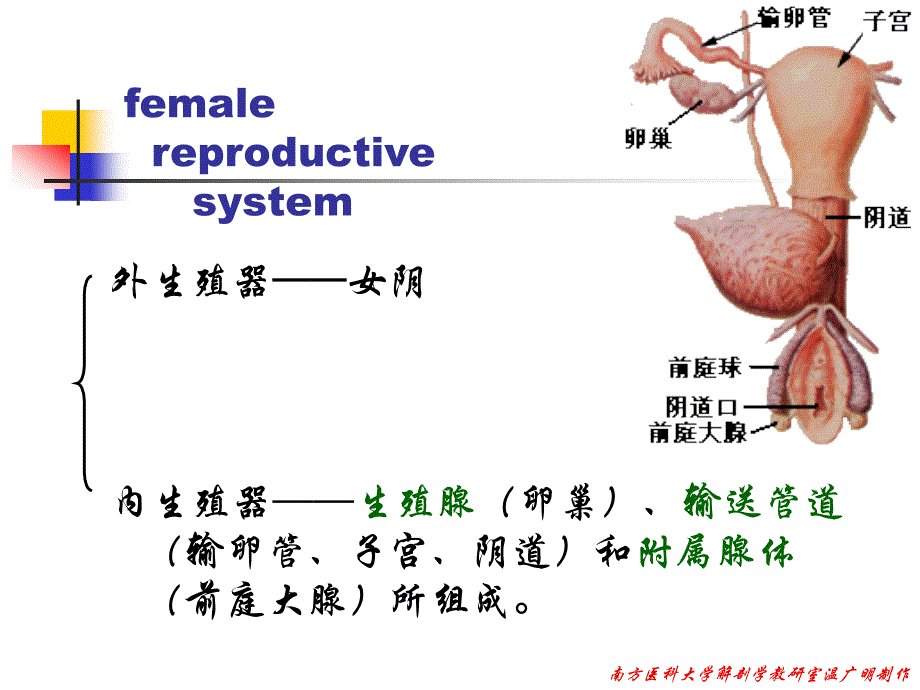 女性生殖系统课件－系统解剖学_第2页