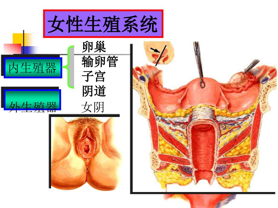 女性生殖系统课件－系统解剖学_第3页