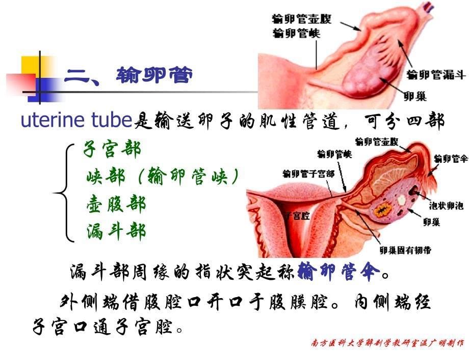 女性生殖系统课件－系统解剖学_第5页