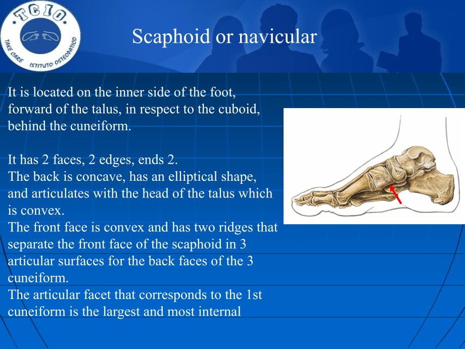 Scaphoid_Cuboid_Cuneiform_Metatarsal_bones－整骨培训课件_第1页