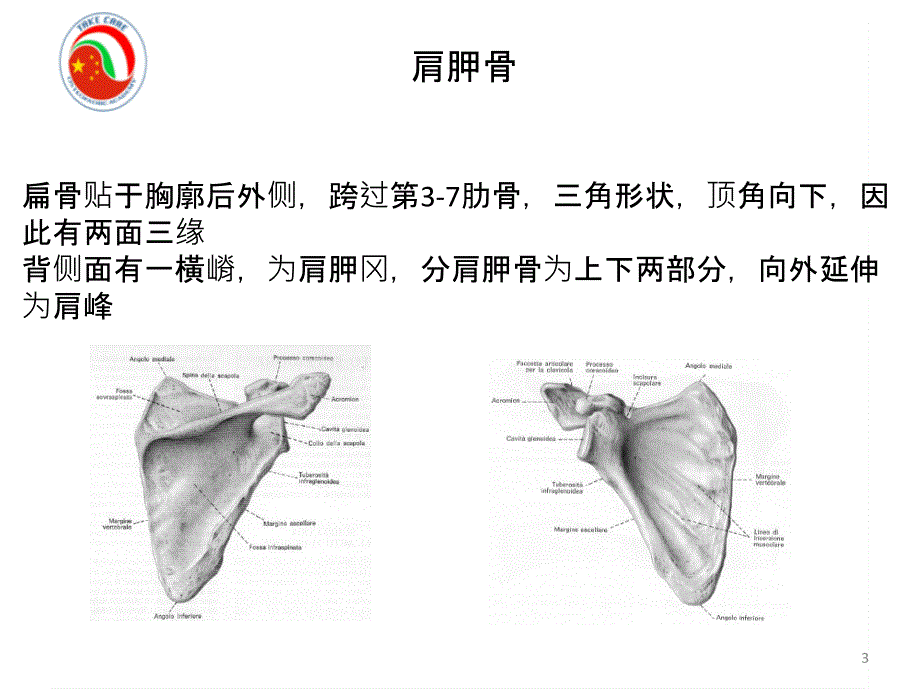 肩关节的生物力学.——中文－整骨培训课件_第3页