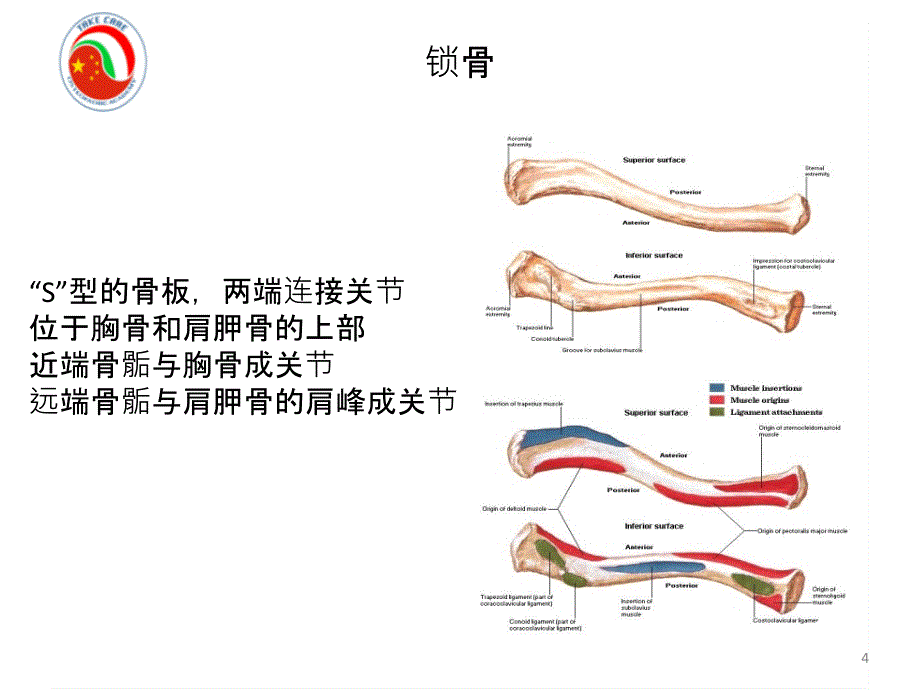 肩关节的生物力学.——中文－整骨培训课件_第4页