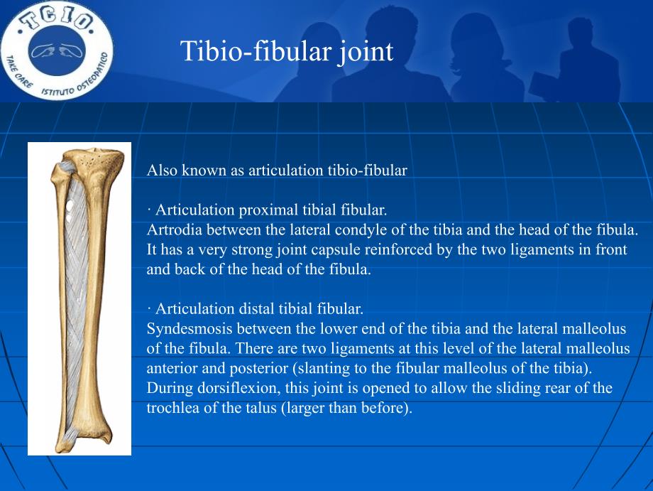 Tibio-fibular_joint－整骨培训课件_第1页