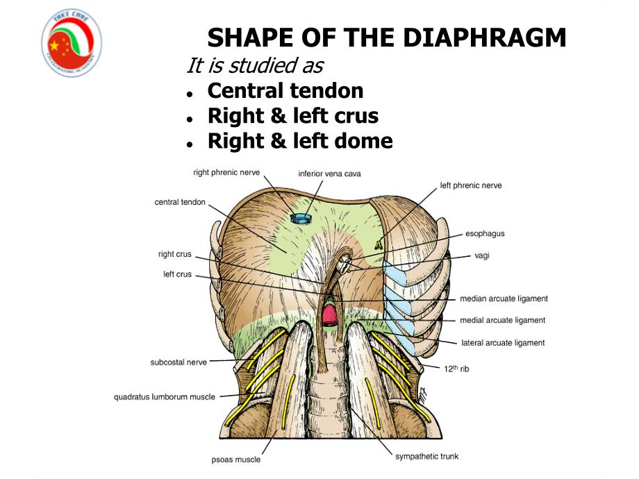 9-THORACIC DIAPHRAGM－整骨培训课件_第4页