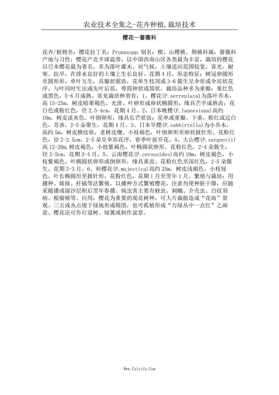 樱花－蔷薇科_第1页