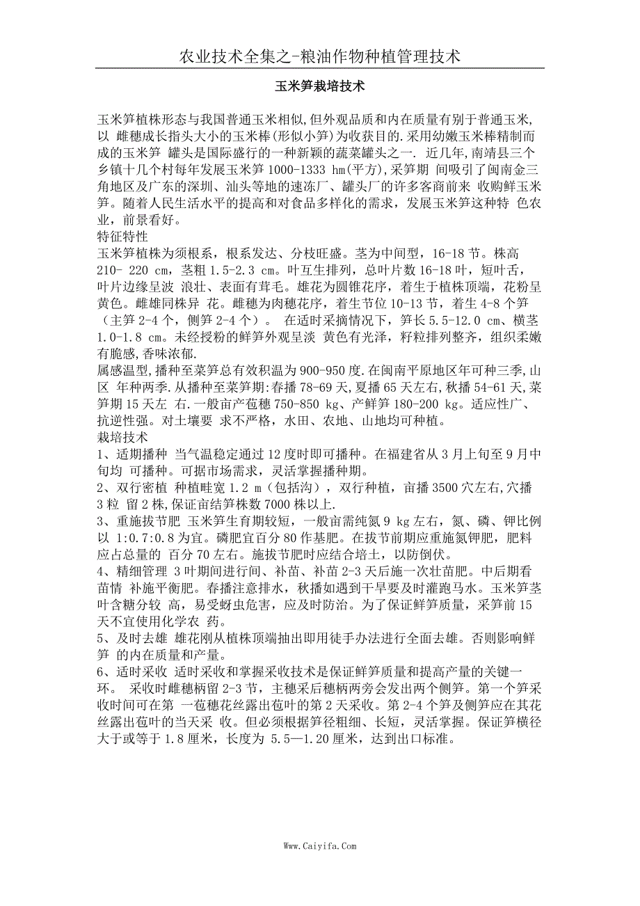 玉米笋栽培技术_第1页
