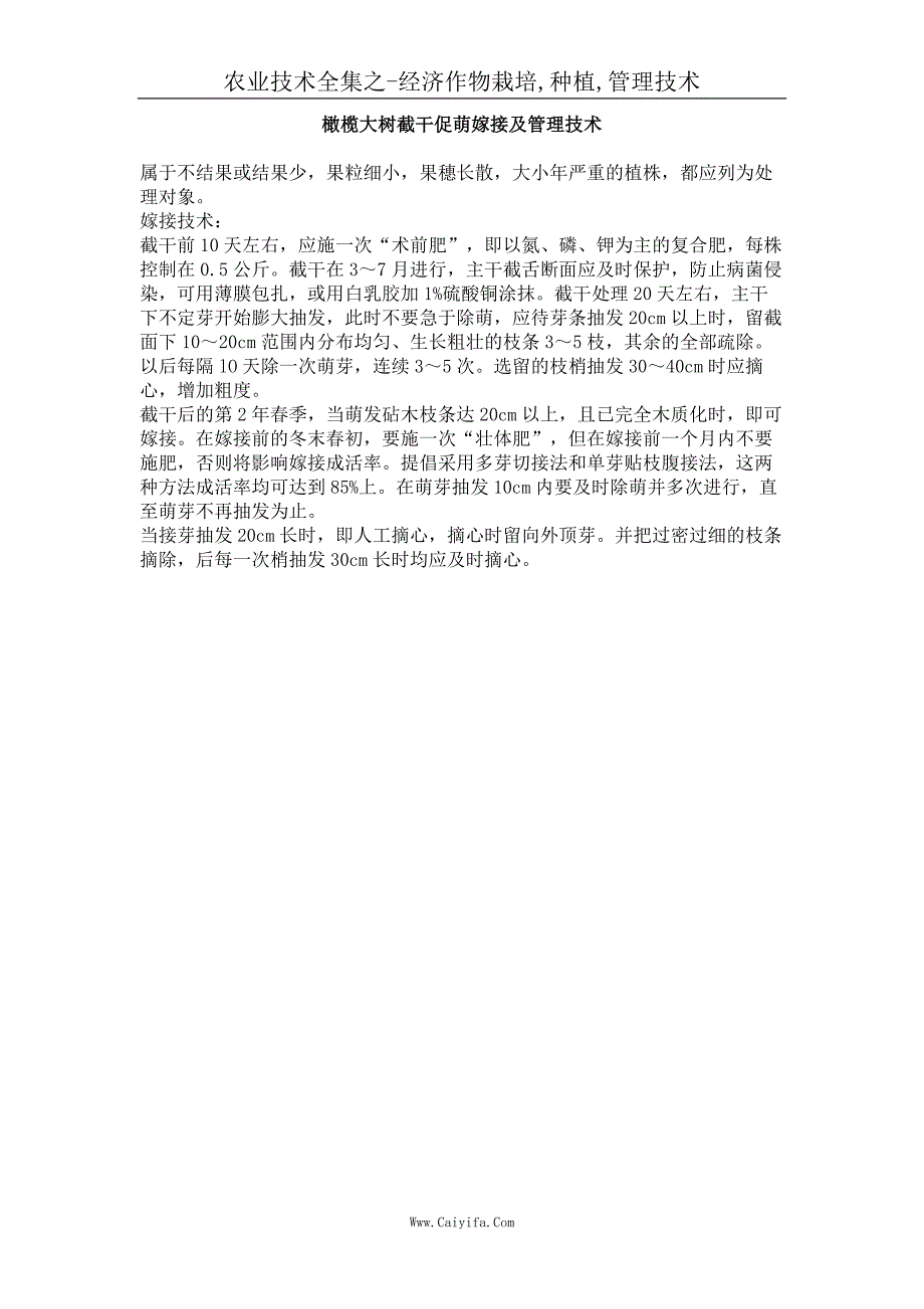 橄榄大树截干促萌嫁接及管理技术_第1页