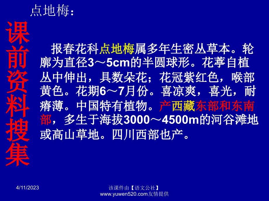 六年级上册《烂漫的点地梅》ppt课件03_第3页