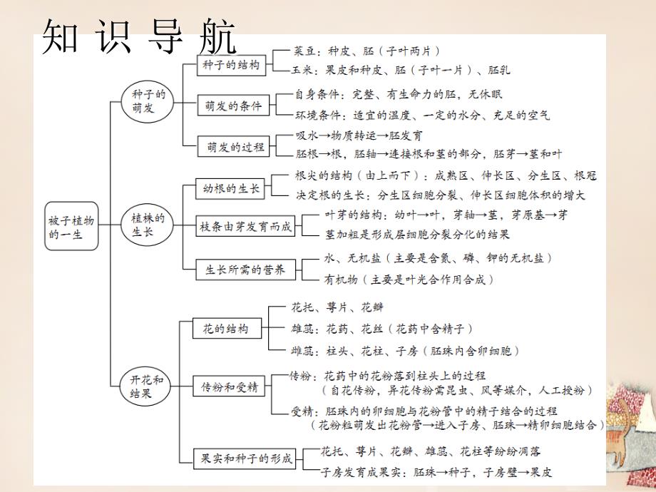 （深圳版）2016年中考生物会考ppt课件 第4单元-绿色植物的类型、被子植物的一生_第4页