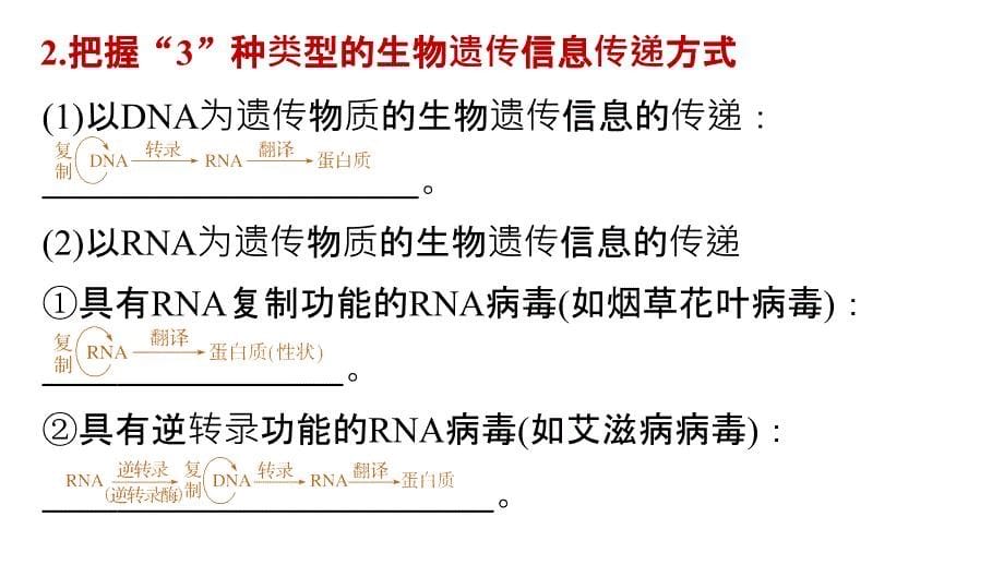 高考生物大二轮配套ppt课件 4-12“解码奥秘”的基因表达_第5页