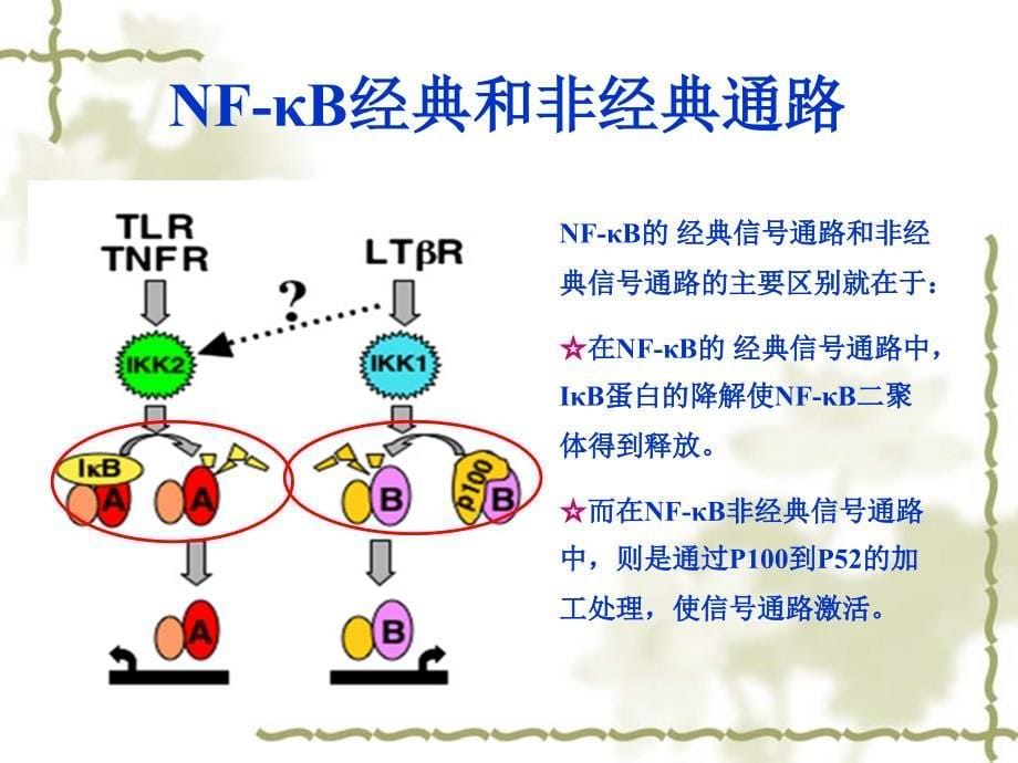 NF-κB信号通路_第5页