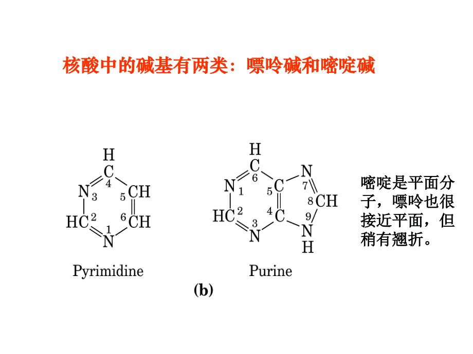 暨大生化课件 第三章 核酸_第4页