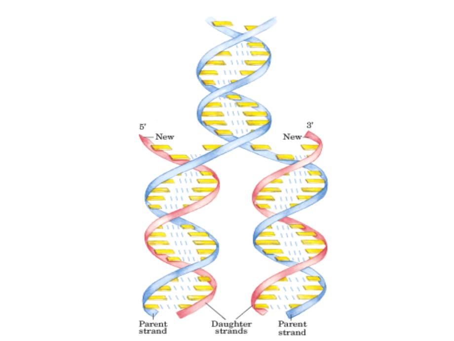 暨大生化课件 第十章 核酸的生物合成_第4页