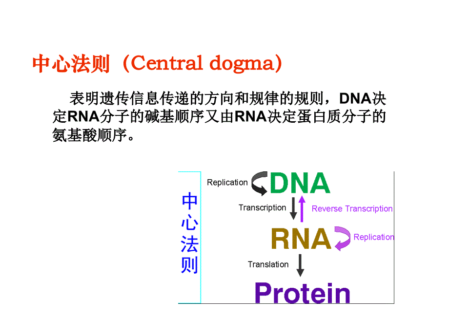 暨大生化课件 第十一章 蛋白质的生物合成_第2页