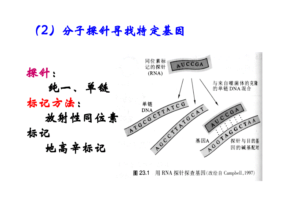 暨大普通生物学23 重组DNA技术 PPT课件_第3页