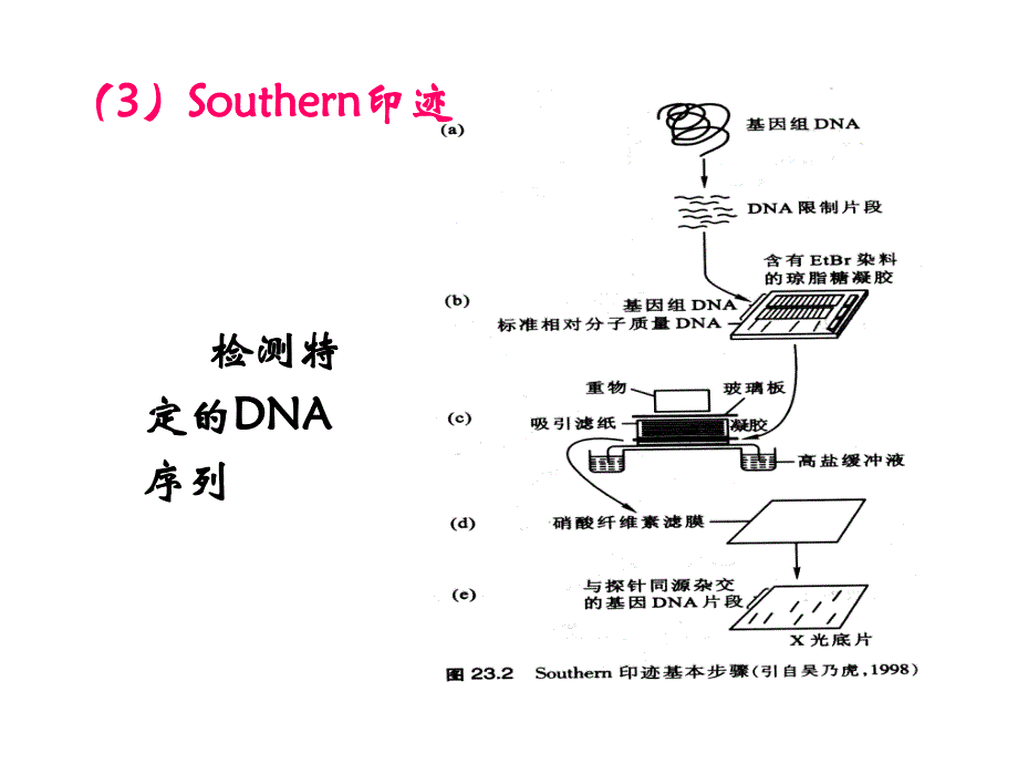 暨大普通生物学23 重组DNA技术 PPT课件_第4页