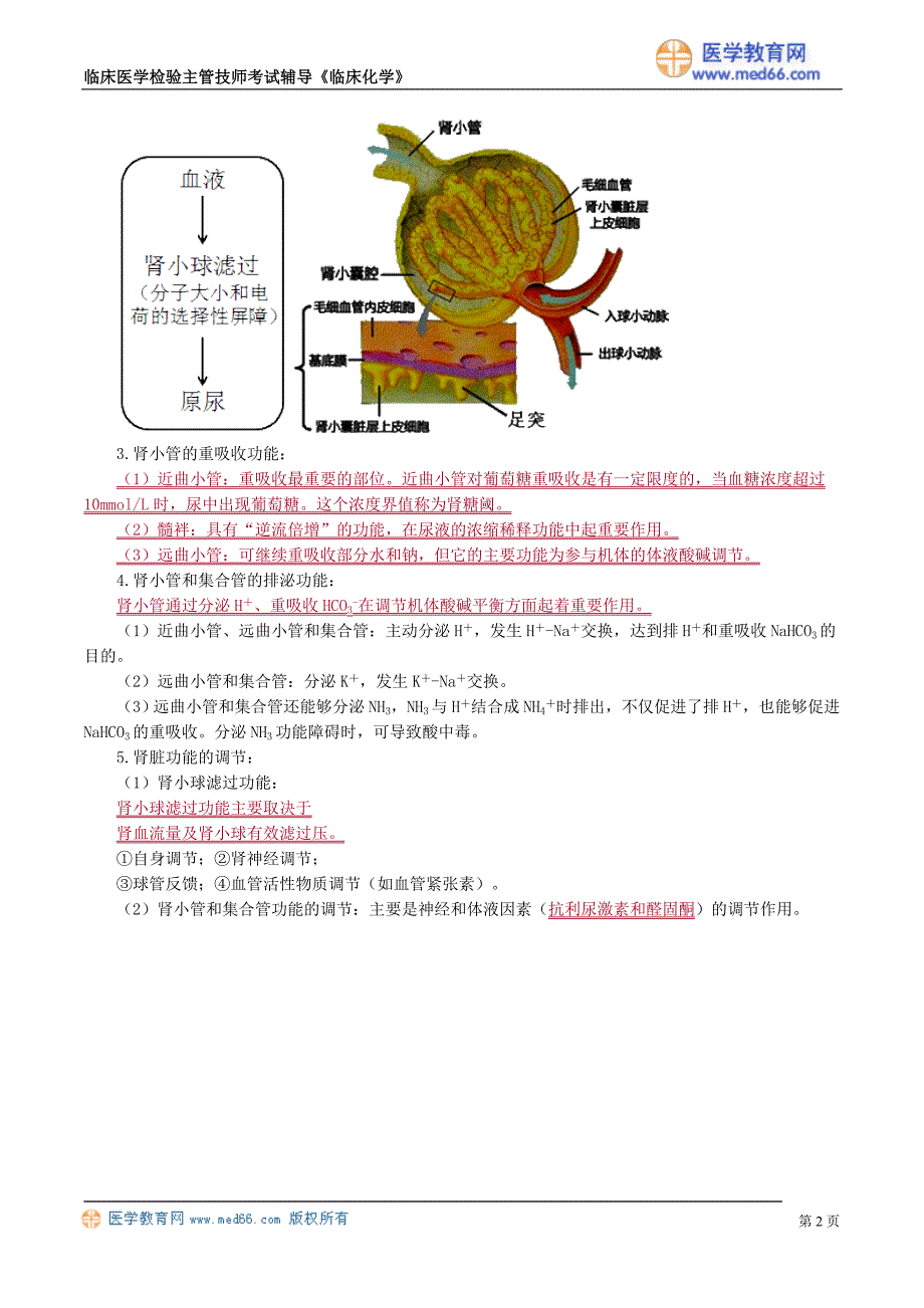 《临床化学》肾功能及早期肾损伤的检查（讲义）临床医学检验主管技师考试辅导_第2页