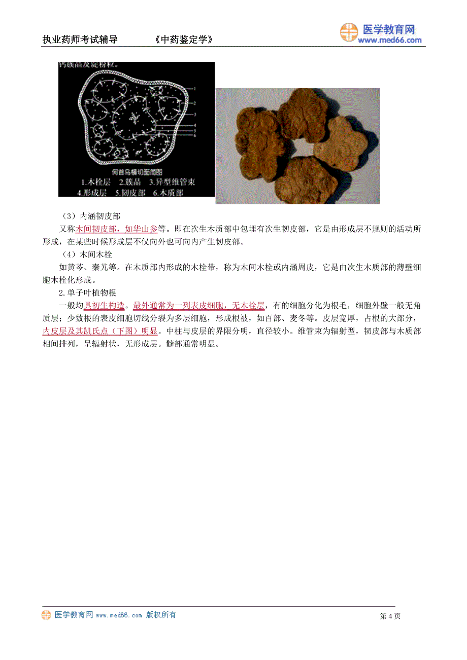 执业药师－中药鉴定学（讲义）根及根茎类中药_第4页