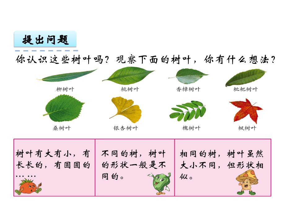 【苏教版】六年级上：3.10《树叶中的比》ppt课件_第4页