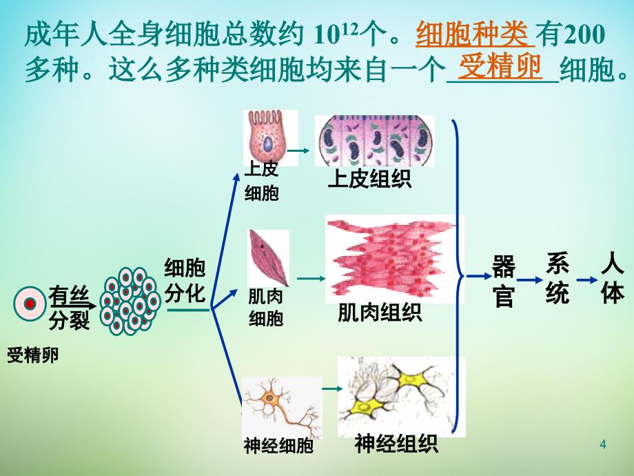 【人教版】高中生物必修一：6.2《细胞的分化》ppt课件_第4页