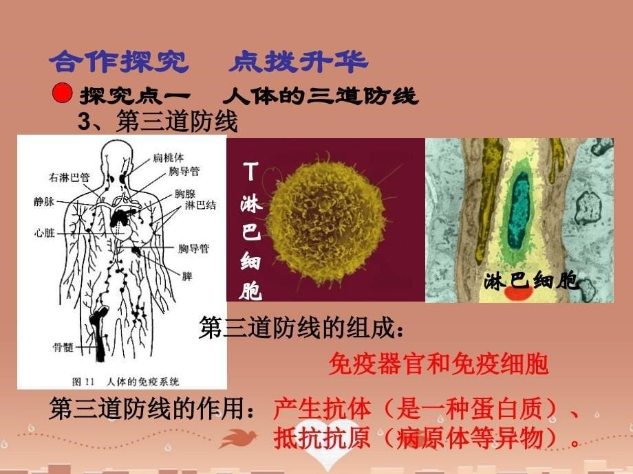 【人教版】八年级生物下册：8.1.2《免疫与计划免疫》ppt课件_第5页