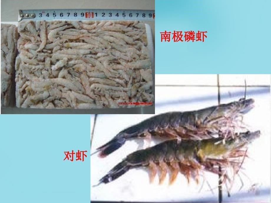 【鲁教版】高中地理选修二：2.3《海洋生物资源及其开发》ppt课件_第5页