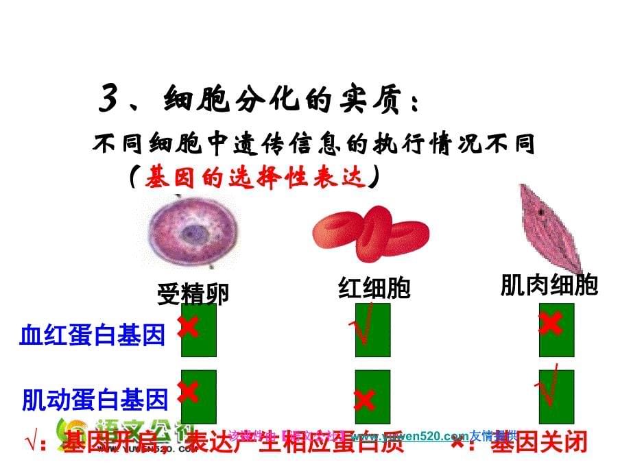 2015人教版高中生物必修一第六章第二节+细胞分化（25张PPT）_第5页