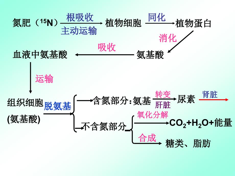 温州市高二生物会考复习研讨会_第4页