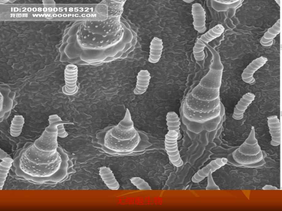 冀少版七年级生物上册物种的多样性_第3页