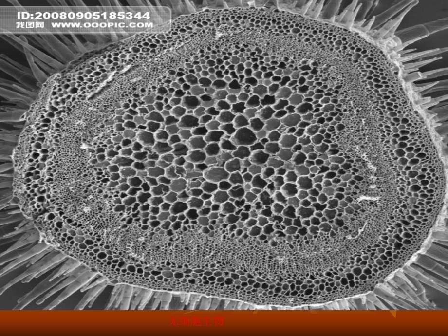 冀少版七年级生物上册物种的多样性_第5页