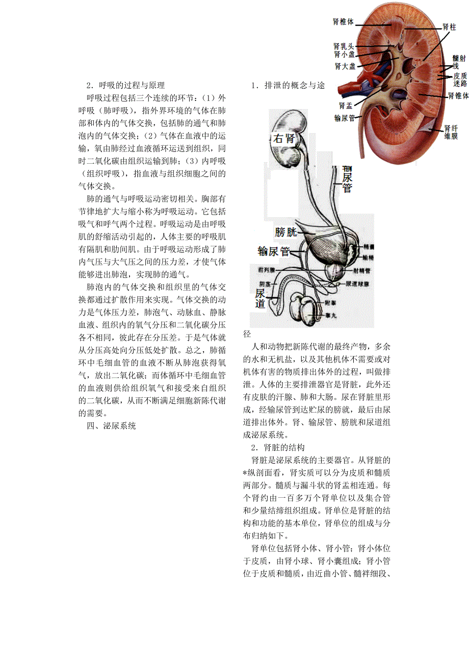 6高等动物和人体内的主要代谢系统_第4页