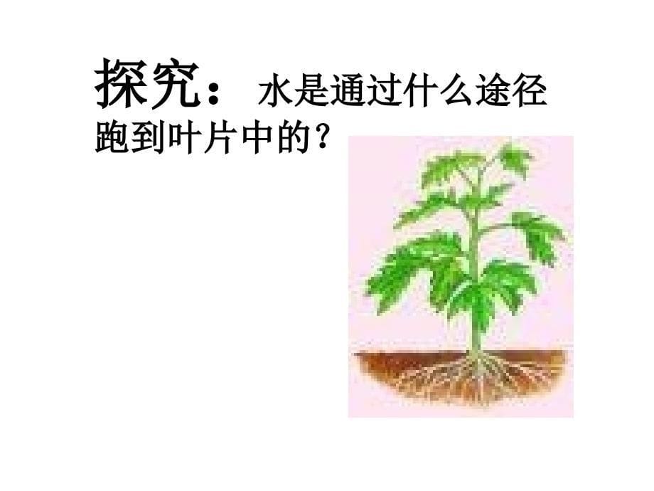 七年级生物水分进入植物体内的途径3_第5页