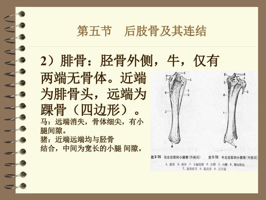 家畜解剖学后肢骨及其连接_第5页