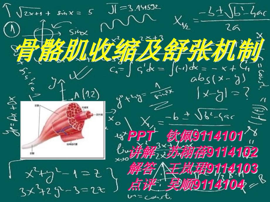 骨骼肌收缩及舒张_第1页