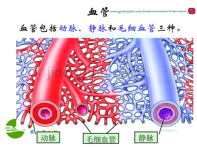 七年级生物下册人体内的物质动物和能量供给10-2课件苏教版_第2页