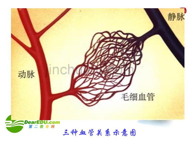 七年级生物下册人体内的物质动物和能量供给10-2课件苏教版_第4页