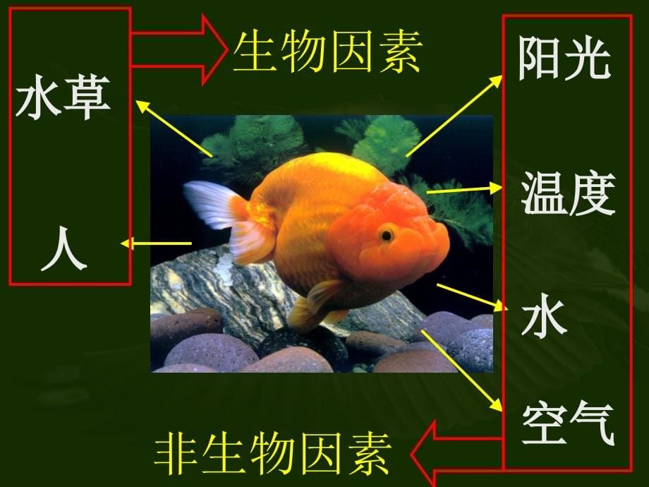 新人教版生物七年级生物与环境的关系_第5页