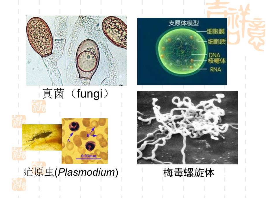 非处方药与家庭用药第四讲_第3页