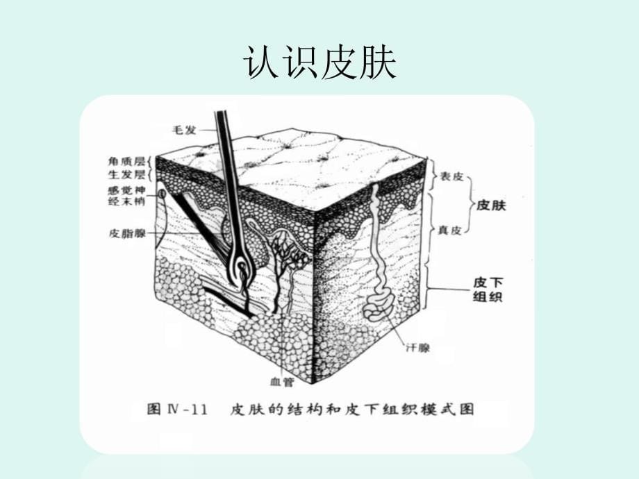 如新产品特点与卖点及搭配_第5页