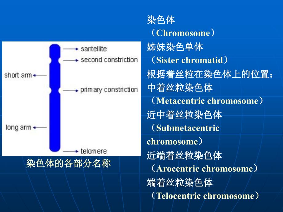 中期染色体的形态结构_第2页