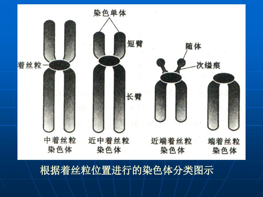 中期染色体的形态结构_第3页