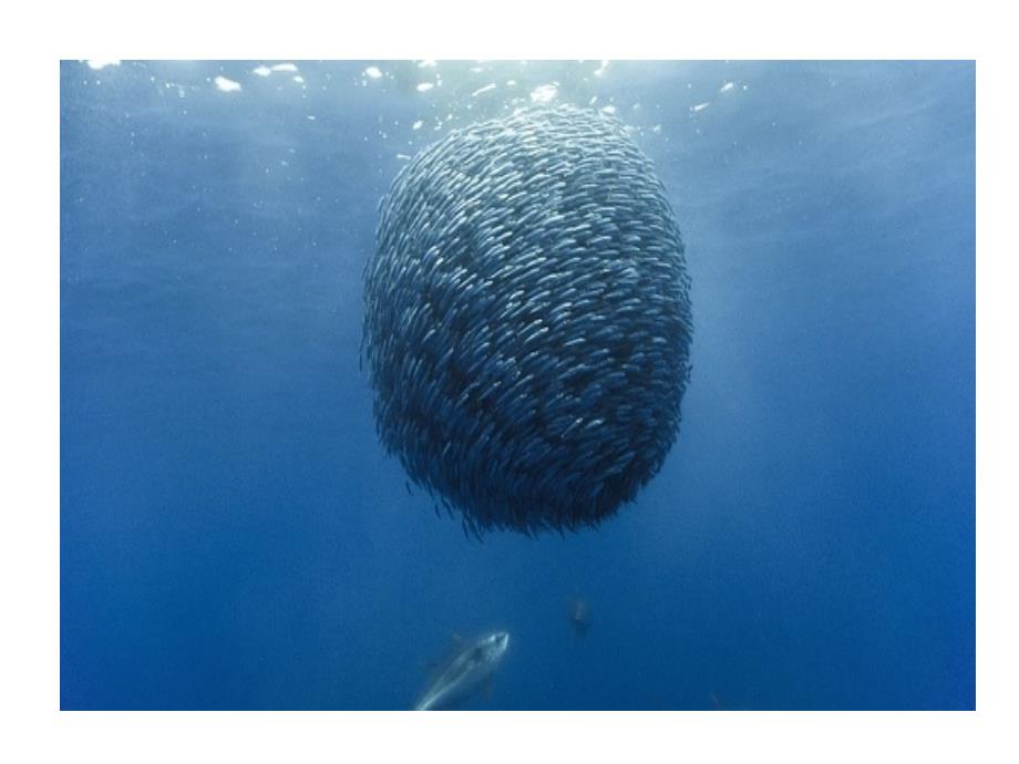 海洋动物不同海洋生物的不同生活习性_第2页