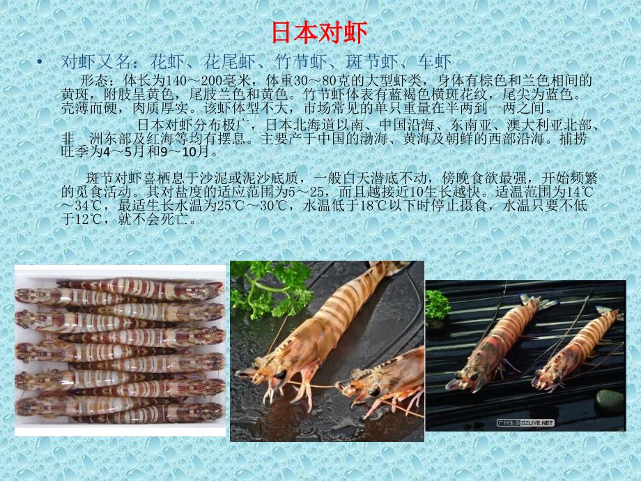 虾的种类生活常识必备_第4页