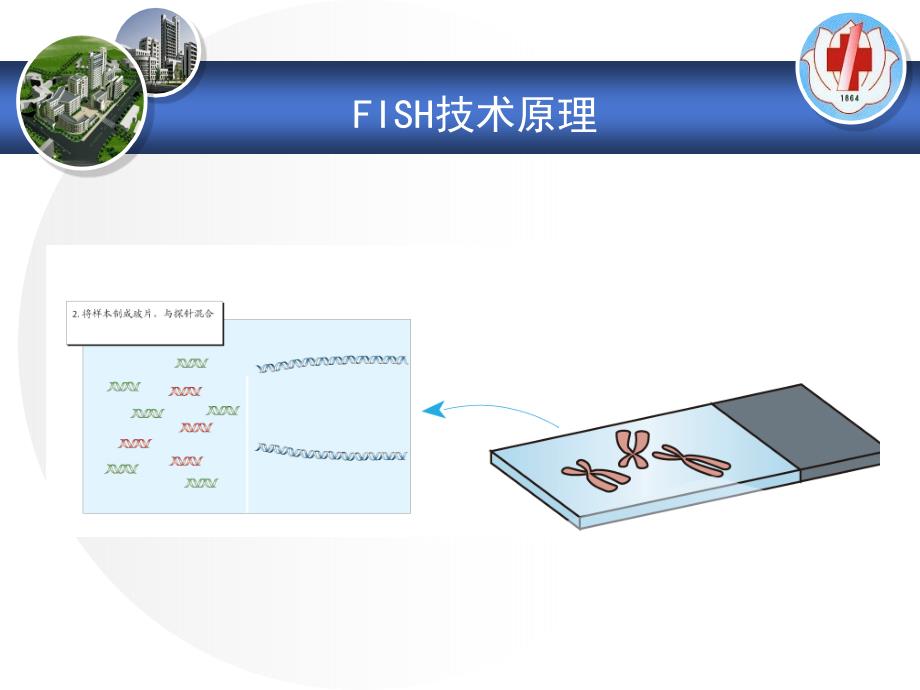 FISH技术在血液肿瘤中的应用_第4页